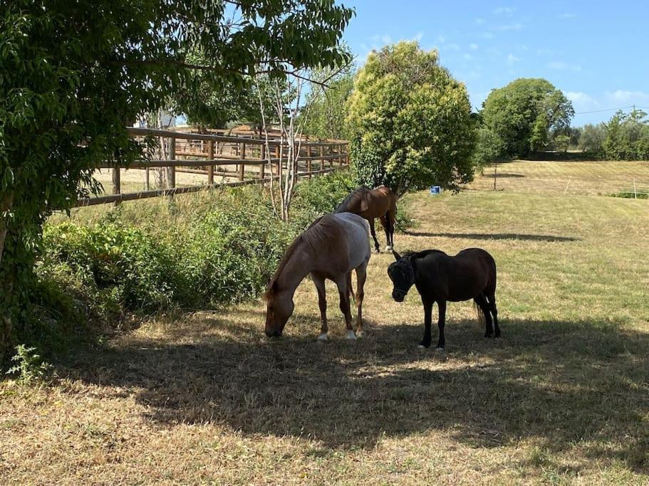 La Bastide De Jean Maison De Charme Dans Un Domaine Equestre Prive グラース エクステリア 写真